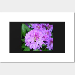 Rhododendron flower photo Posters and Art